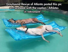 Greyhounds Enjoying the Good Life