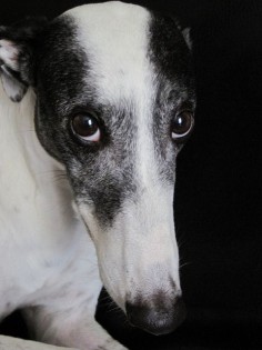 Greyhounds - How can you not fall in love with that face?