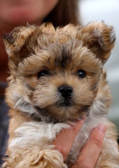 Grizzly #morkie #dogs #cute