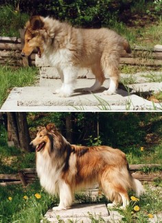 Growing Up: Before and after pics taken 4 years apart / We had one when I was little. They are beautiful dogs.
