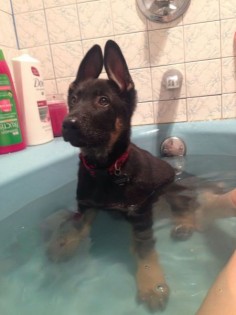 GSD Puppy in the Tub