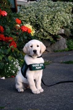 Guide puppy in training, this hero will be a great help and friend to someone when he's grown up!
