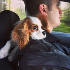 Gunner the cavalier - Backseat driver?! What?! Me?? No! Never!