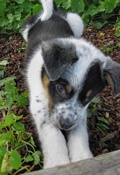 Had a Border Collie/Aussie Shepherd mix who looked similar to his little one, even when grown. Was the best dog we ever had. Great with kids!