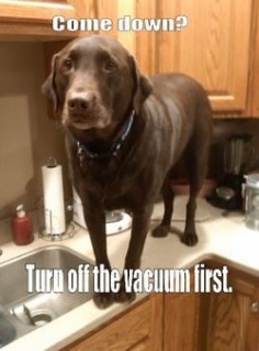 Haha! Funny, b/c it seems like if dogs aren't afraid of anything else, they ARE afraid of the VACUUM MONSTER! HA HA!