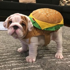 Hamburger Bulldog Halloween Dog Costume