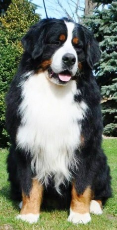 Handsome Berner boy Looks like~ his twin brother, ( from another mother) is my, handsome Berner boy! #largestdogs #largedogs #bigdogs #animals #dogs