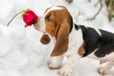 Hank the Basset Puppy by Dorothy Brodsky