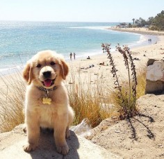 Happiness is a day at the beach