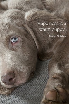 'Happiness is a warm puppy.'