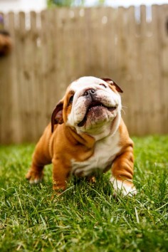 Happiness is being a Bulldog puppy!