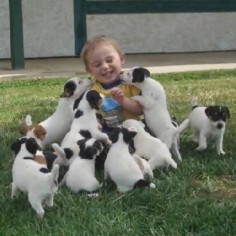 ~Happiness is Jack Russell Terriers!~