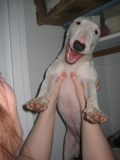 happy bull terrier! I love doggy smiles.
