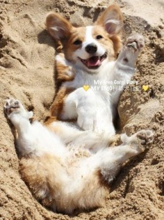Happy corgi face in the sand Z