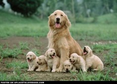 Happy Golden Retriever Puppies