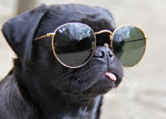 Happy National Sunglasses Day!