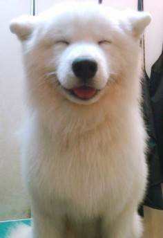 :) Happy #Samoyed puppy. Look at that sweet smiling face! I thought he was a plush toy for a minute! :)