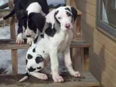 Harlequin and mantle puppies