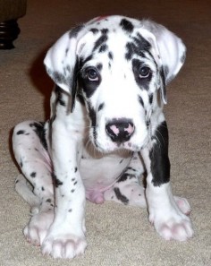Harlequin Great Dane Puppy. In case anyone needs ideas for what to get me for christmas