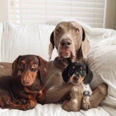 Harlow and Indiana got a new baby sister named Reese.