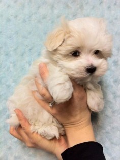Havamalt- Havanese and Maltese mix. How adorable! Add the Yorkie and that is Cooper! Cutest puppy ever.