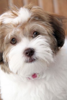 HAVANESE PUPPIES FOR SALE | PAST PUPPIES