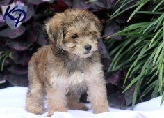 Havapoo Puppies - Also hypoallergenic and so cute