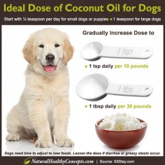 Have you heard the coconut oil craze? Did you know you can also use coconut oil for dogs? Learn about seven ways to keep your pet healthy naturally!