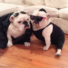 Have you noticed they’re glam as hell? | 20 Reasons Why This Pair Of Bulldog Siblings Will Melt Your Heart