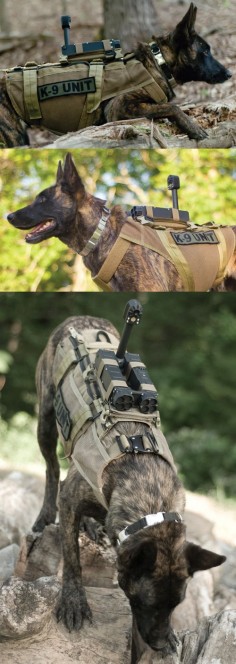Having military trained K-9 is an invaluable asset not only on the field, but as a companion.