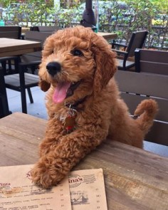 He has great tastes in restaurants: | Community Post: 14 Reasons You Should Follow Alvin The Goldendoodle On Instagram