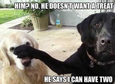 He Says I Can Have Two  #dogmemes #dogmeme