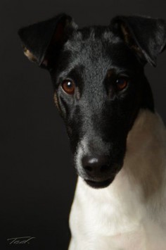 Head shot of my dog Joey - sample of the work done by On the Spot Studios