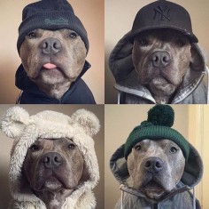 Henry would NEVER let me do this to him but these are freakin ADORABLE True Pitty