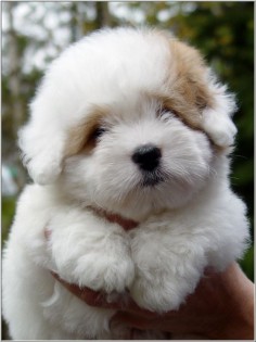 Her name is "Blossom." She is a Coton de Tulear, a breed of small dog named for the city of Tulear in Madagascar and for its cotton-like coat.