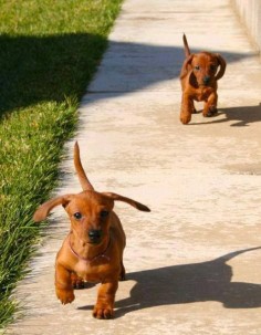 ..here we come to save the day! Adorable Dachshund puppies.
