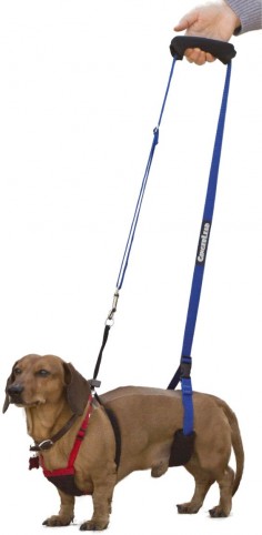 Here's a male Dachshund, recovering from back surgery, using a Mini GingerLead Dog Support & Rehabilitation Harness attached to his chest harness. Most slings may cover a male Dachshund's penis since it's located on their belly. Our Mini GingerLead can fit behind your Dachshund's penis allowing support without the sling getting soiled.