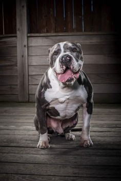 Here’s how you can help keep Honeyboy healthy and handsome. | This Big American Bully Is A Big American Sweetheart Who Needs Your Help