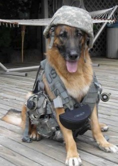 Heroes: Service Dog