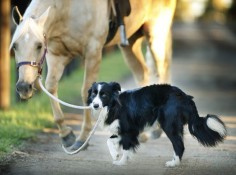 He’s a one-year-old border collie who works at Equestrian Excellence in Melbourne. | This Is A Dog That Rides Horses And It's Utterly Brilliant