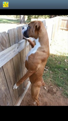 "Hi-de-ho there, neighbor." #boxerdog #sneakpeek