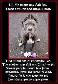 Hi. My name was Adrian. I was a young and playful pup. They killed me on November 27. The shelter was full and I had to go. Please people, don't buy from breeders. Save our lives instead. Please. It is too late for me, but there are so many more.