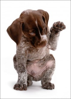 high five - german shorthaired pointer pup