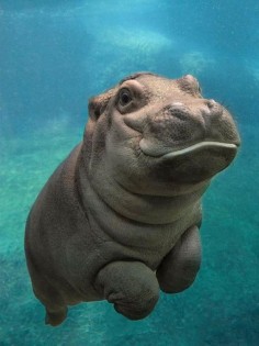 Hippo underwater