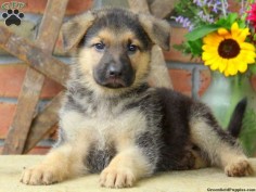 His name is Gage! German Shepherd Puppies For Sale In PA