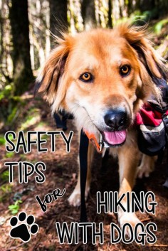 Hitting the trail with your furry friend? Make sure you know how to keep your dog safe & comfortable with these important tips for hiking with dogs.