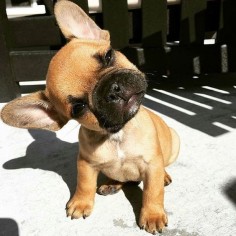 "Hmmmm?", French Bulldog Puppy