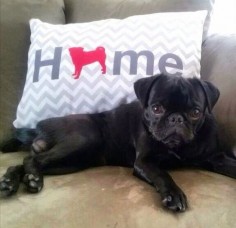 Home Pug Pillow - offered in 50+ dog breeds and multiple colors