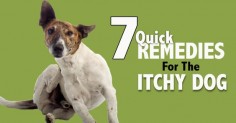 home remedies for itchy dogs