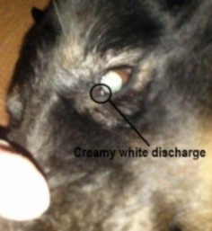 Home Remedy for Dog and Cat’s Crusted, Runny, or Infected Eyes